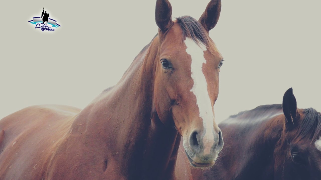 Bien Argentino - Programa 38 - Caballos Pura Sangre, Haras Don Florentino