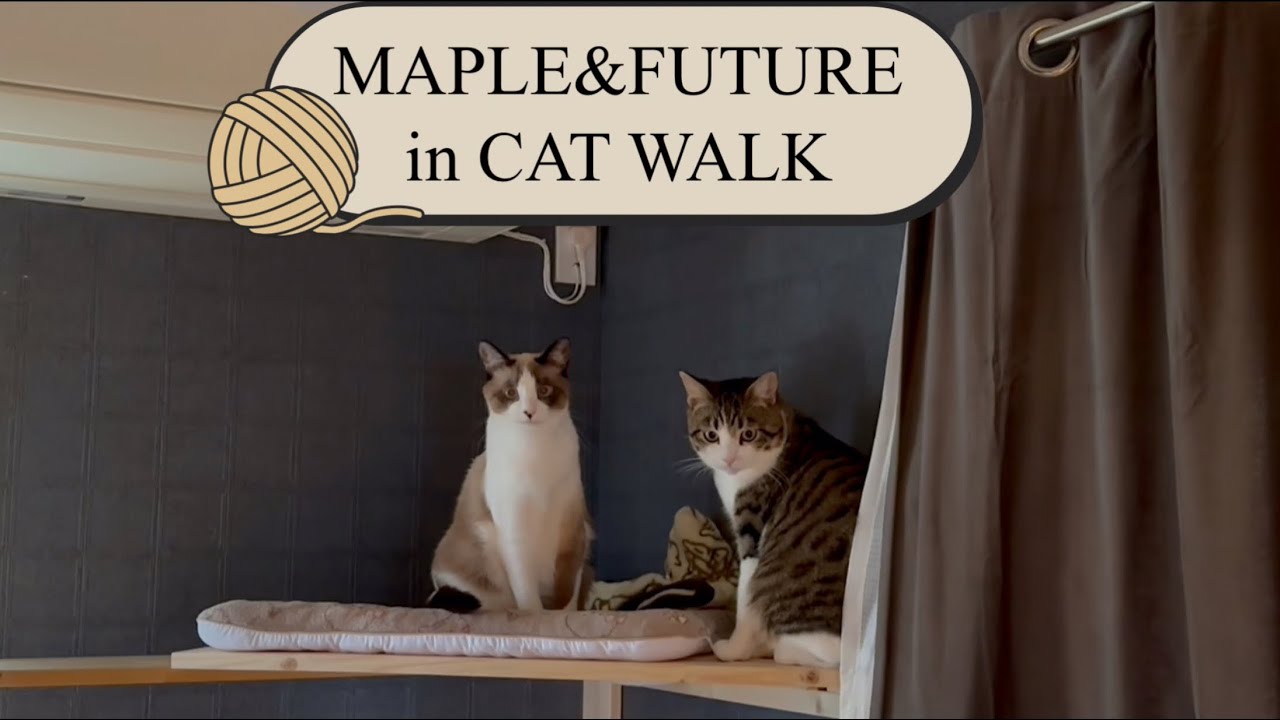 【DIY】キャットウォーク🐱🐾✨
