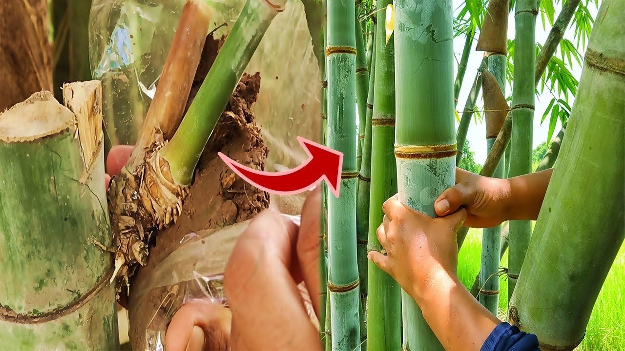 The easiest way to air layering bamboo.