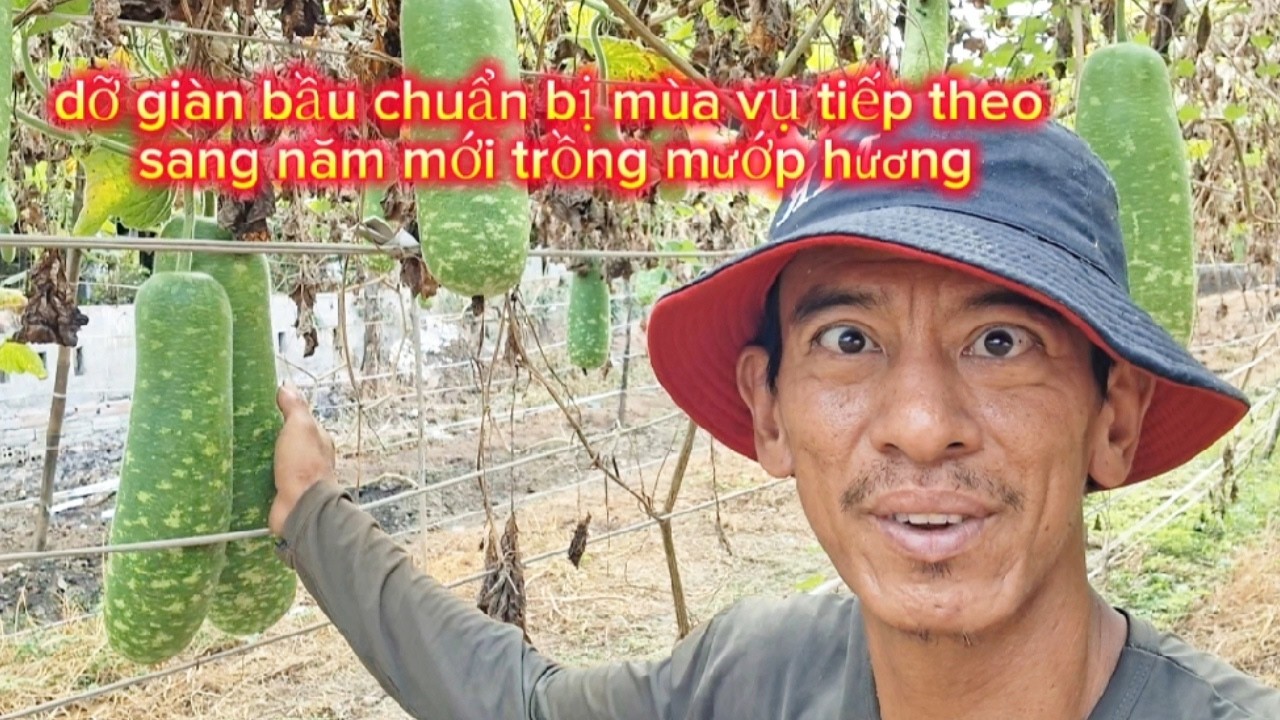 Tập 96 dỡ giàn bầu chuẩn bị mùa vụ tiếp theo sang năm mới trồng mướp hương