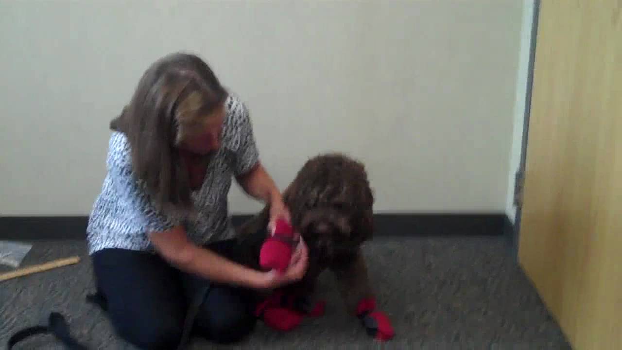How to Measure Your Dog for Boots