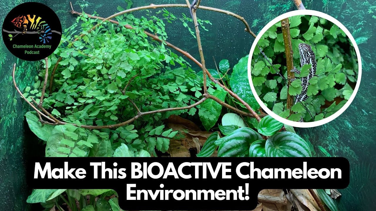 Make This Chameleon Bioactive Environment!