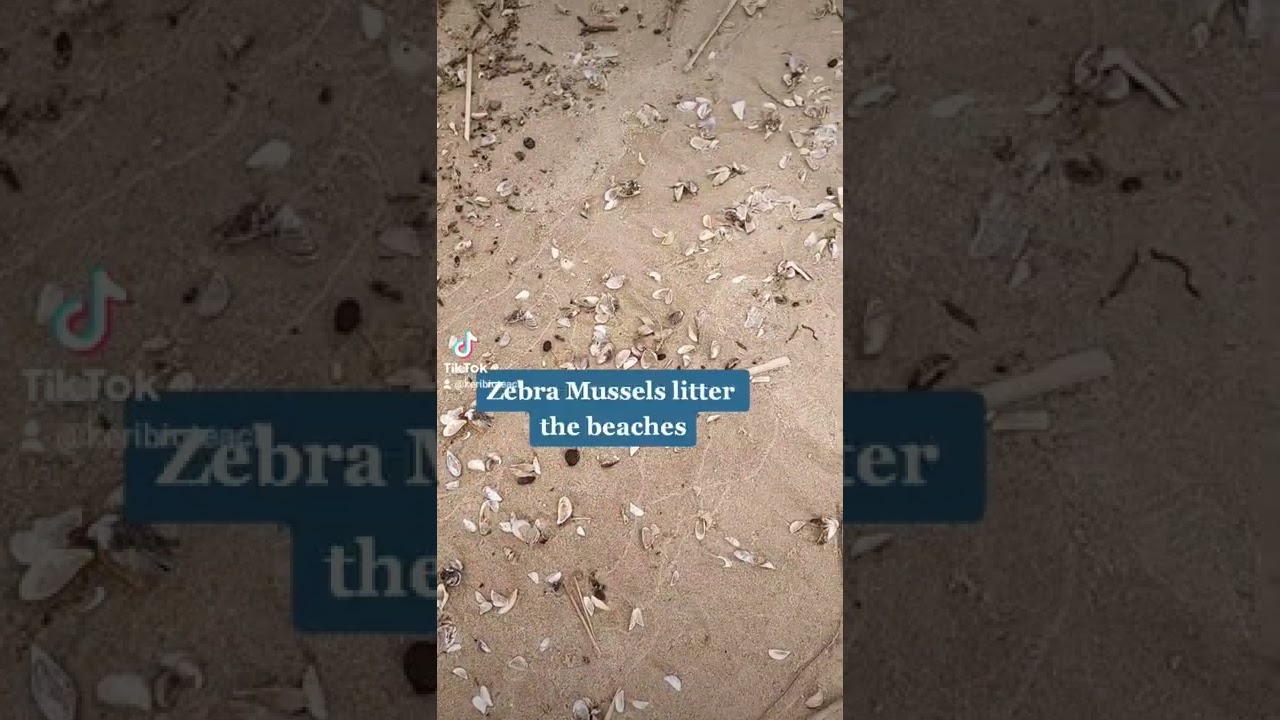 TikTok Biology: Zebra Mussels
