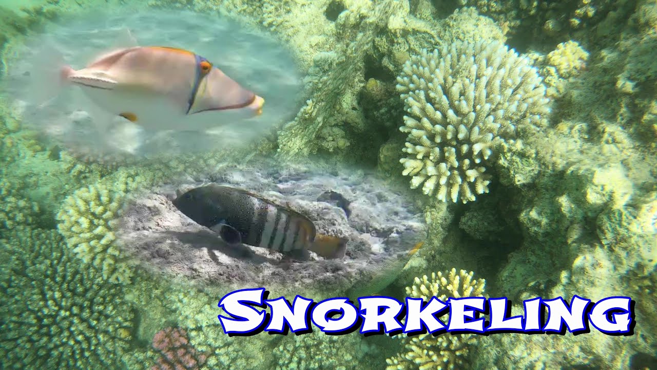 Snorkeling Brayka Bay Resort - Marsa Alam (Egipt) (4k)