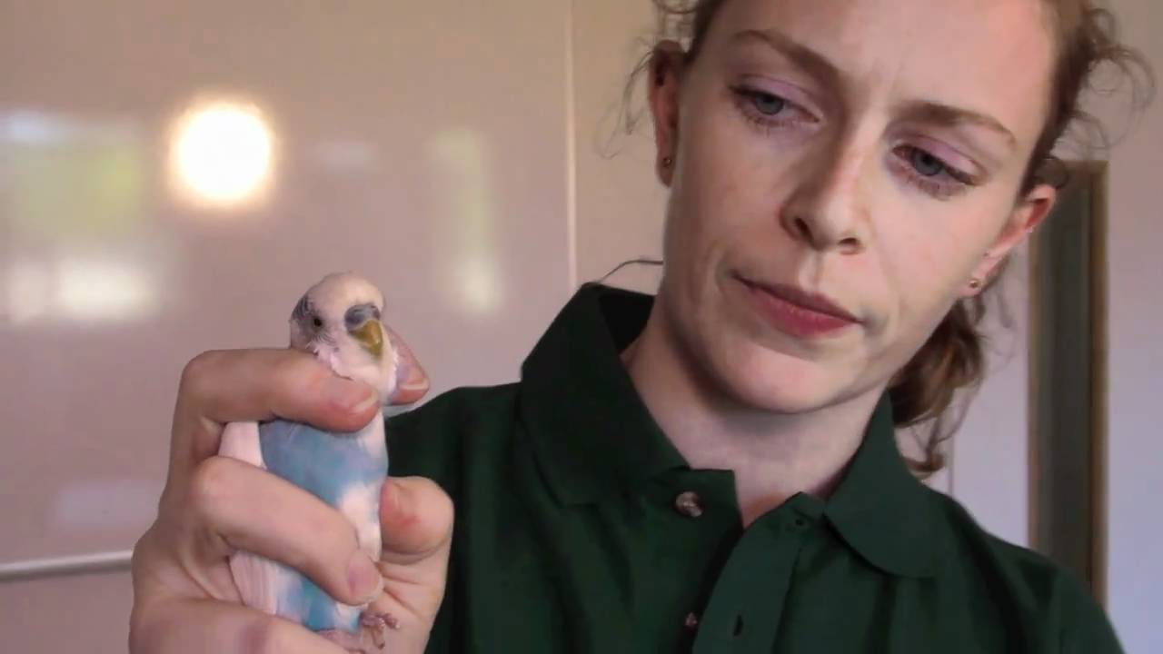 Animal health and husbandry: Budgie health check