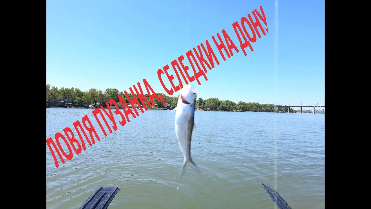 ЛОВЛЯ ПУЗАНКА, СЕЛЕДКИ НА ДОНУ, ПРИ ПОМОЩИ СПИННИНГА И САМОДУРА…