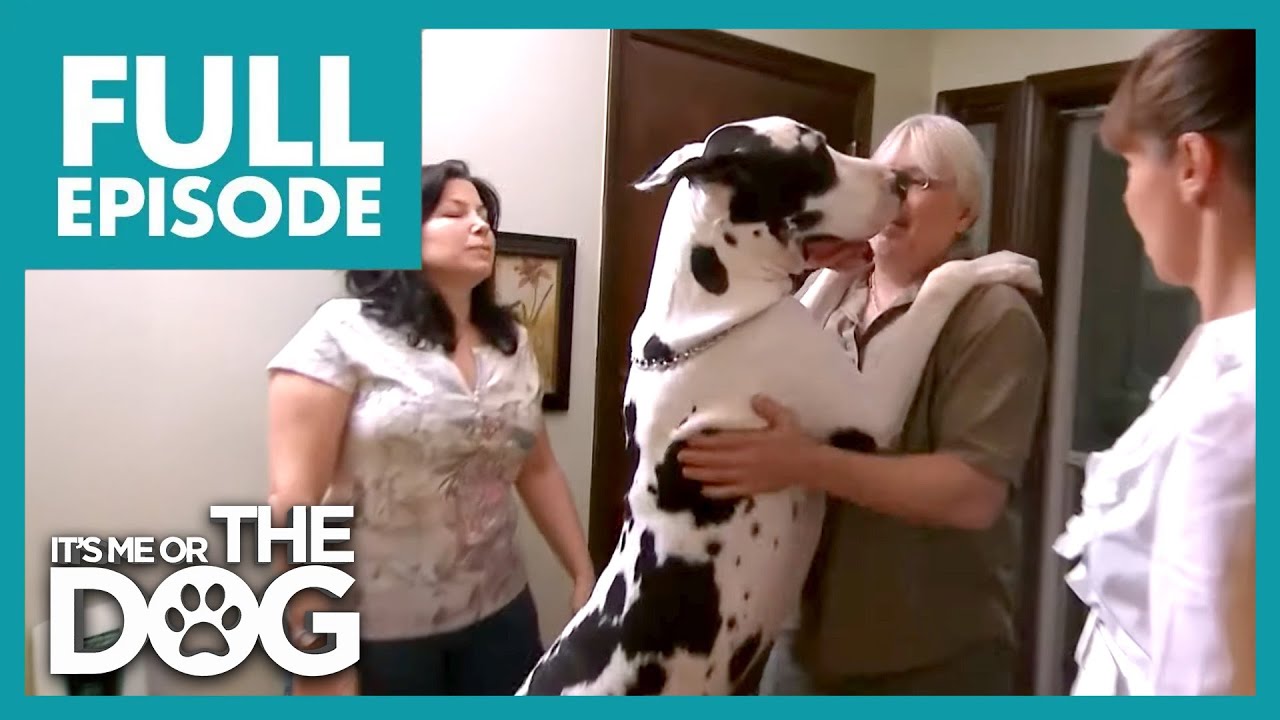 HUGE Great Dane Terrorizes Family & Marriage! | It's Me or the Dog
