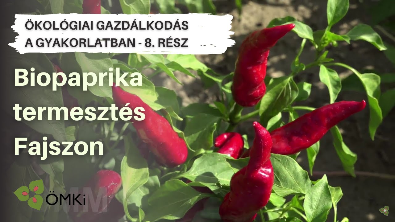 Biopaprika termesztés Fajszon - Ökológiai gazdálkodás a gyakorlatban  8. rész