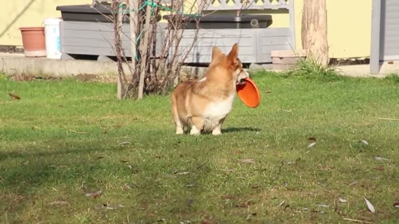 Corgi baiting a Samoyed with a frisbee