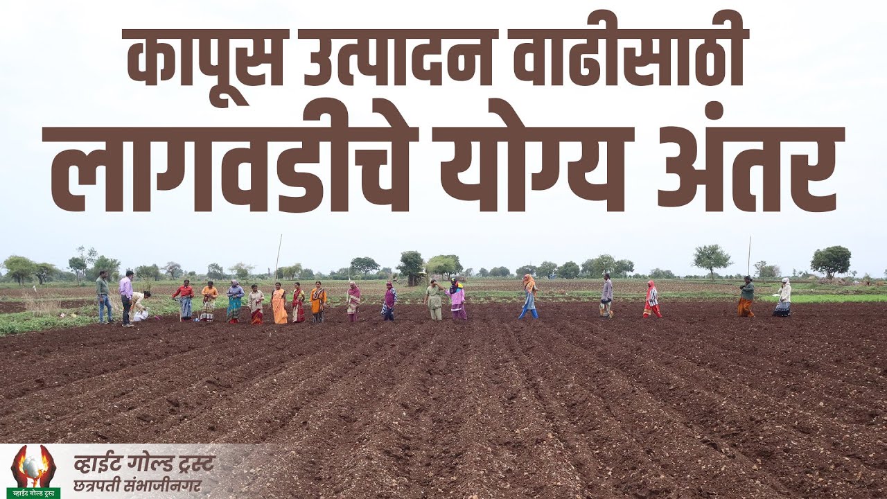 कापूस उत्पादन वाढीसाठी लागवडीचे योग्य अंतर । श्री गजानन जाधव #शेती #कापूस #पेरणी #लागवड #shetimahiti