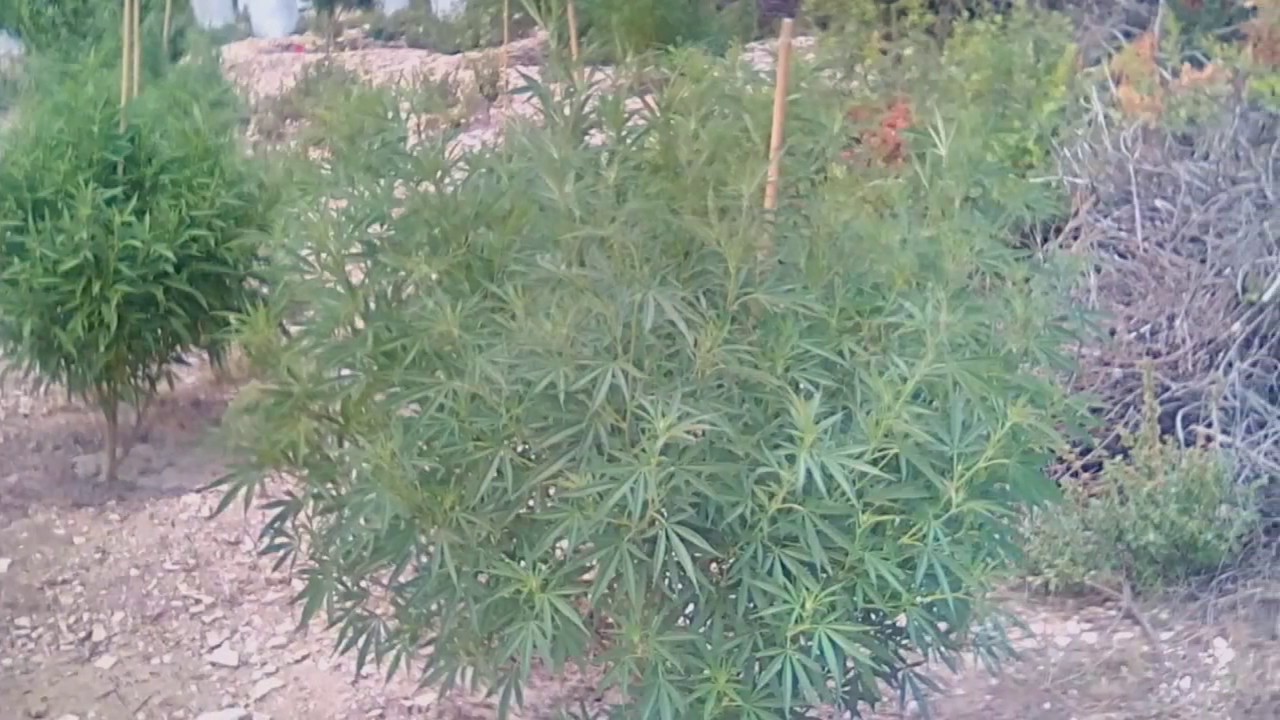 Outdoor grow 2016