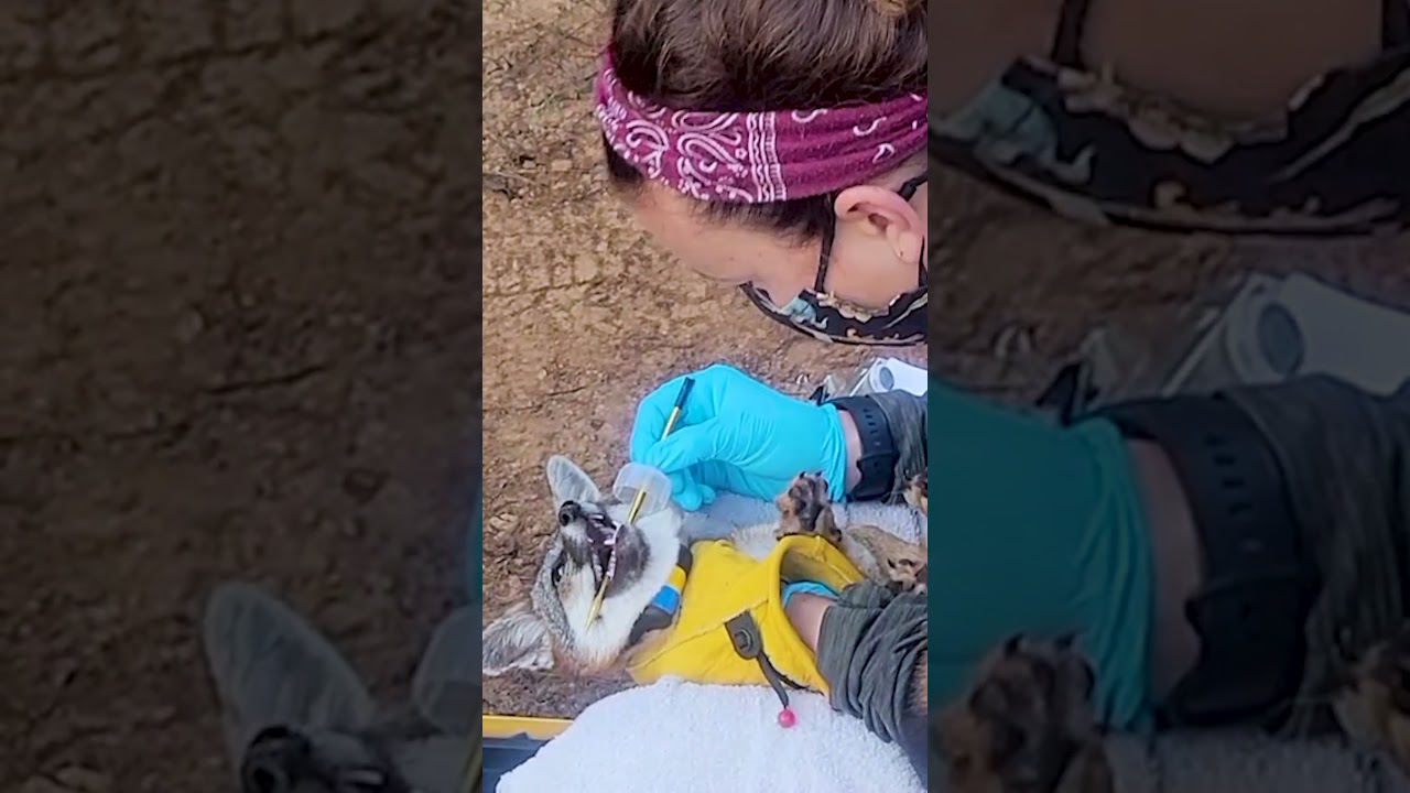 Hands On: How We Protect the Catalina Island Fox  