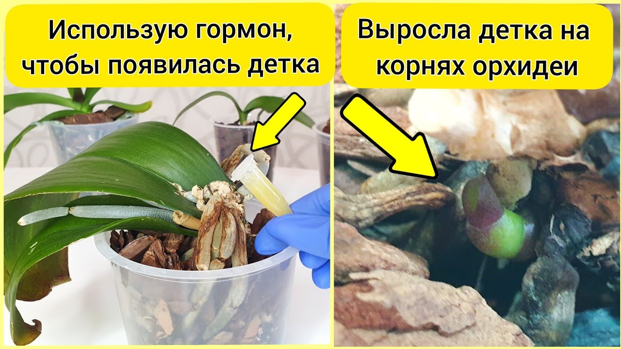 ДЕТКА НА ПЕНЬКЕ орхидеи || ЦИТОКИНИНОВАЯ паста для орхидей || Не все пеньки орхидей дают деток