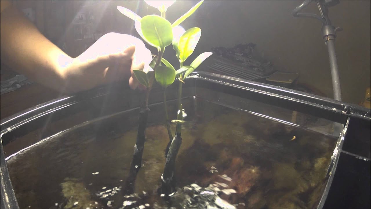 How to Trim Red Mangrove's