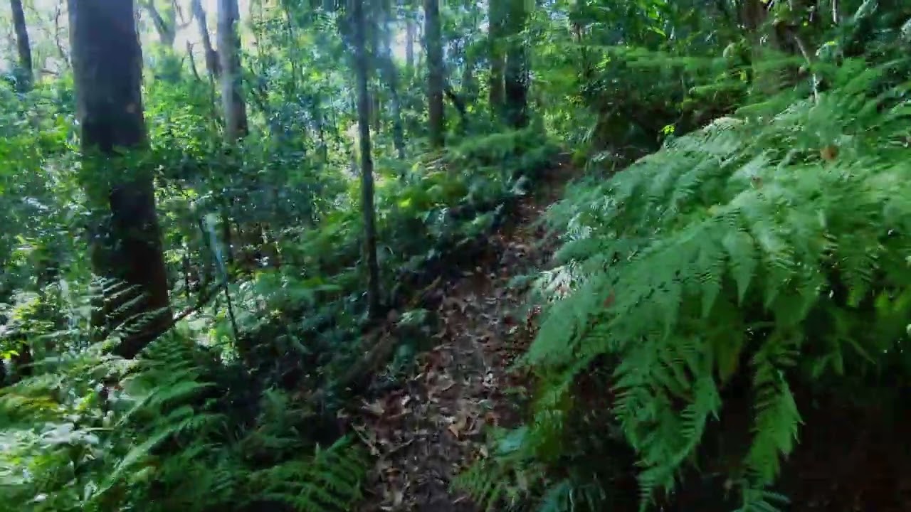 Conondale Great Walk - Mt Allan & Summer Falls