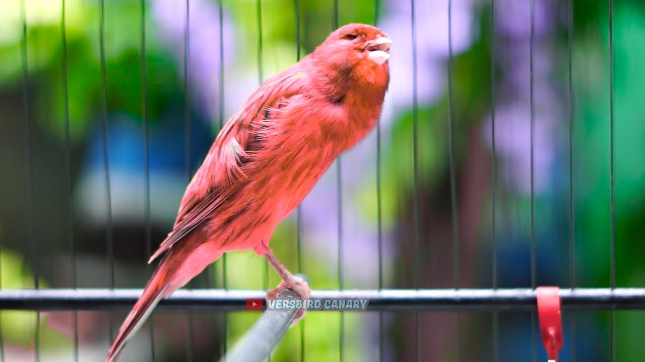 Ampuh Memancing Kenari Lain Buat Gacor Do0r Langsung Bunyi Kenari Lain Dengan Pamcingan Ini