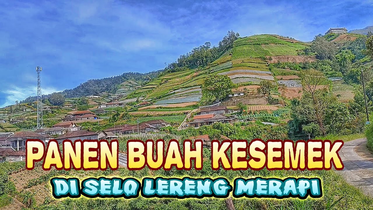 MUSIM BUAH KESEMEK DI SELO LERENG MERAPI