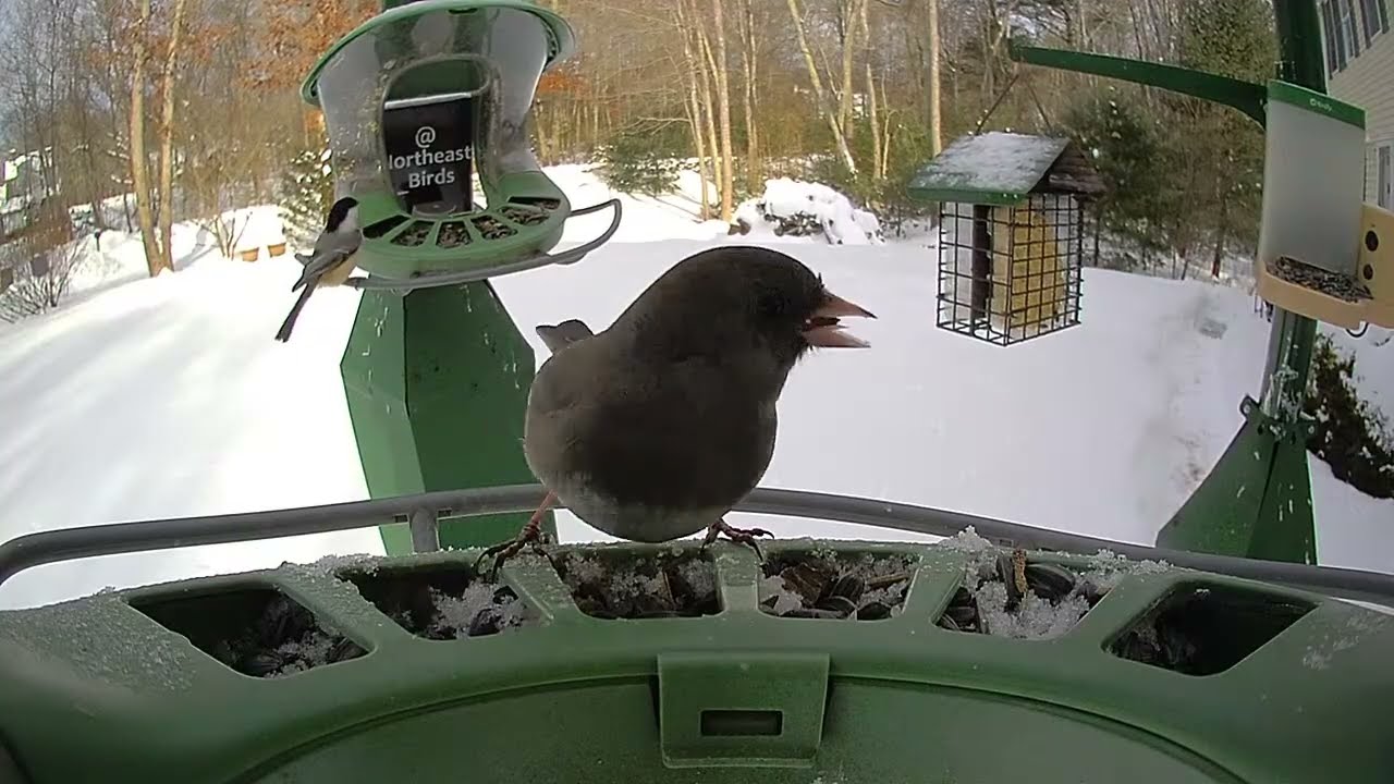 Super Triple Feeder in Snowy New England! Chickadees, Nuthatch, Cardinals, Bluejays,  Woodpeckers!