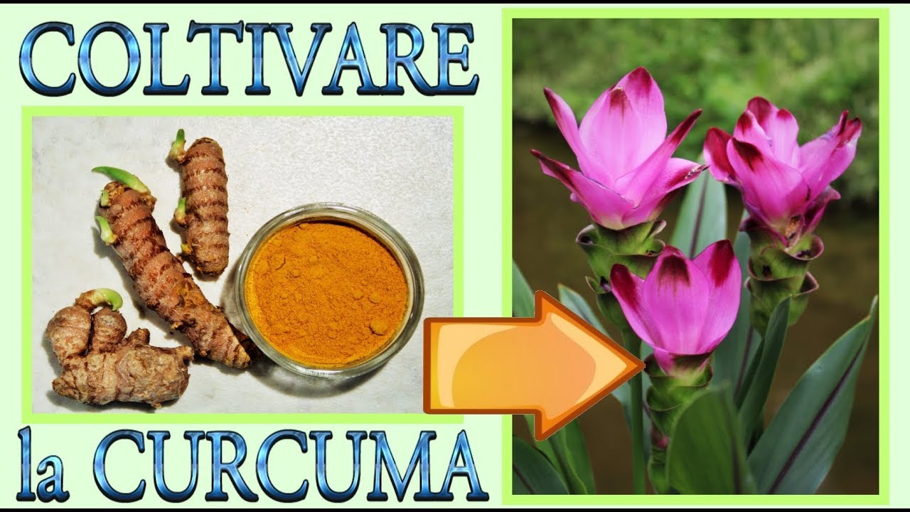 куркума, как вырастить ее дома