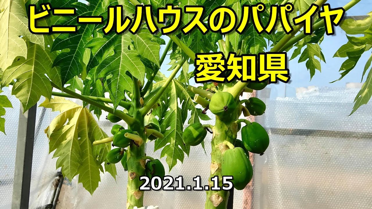 パパイヤ　冬の過ごし方　　Grow papaya in Japan