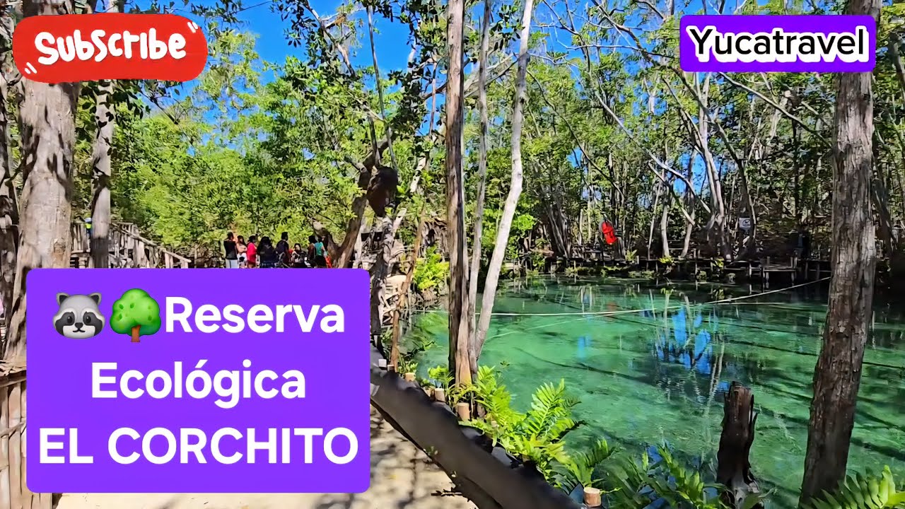 La reserva ecológica El Corchito en Progreso yucatan #mexico #foryou #nature #cenotes #vacation #fyp