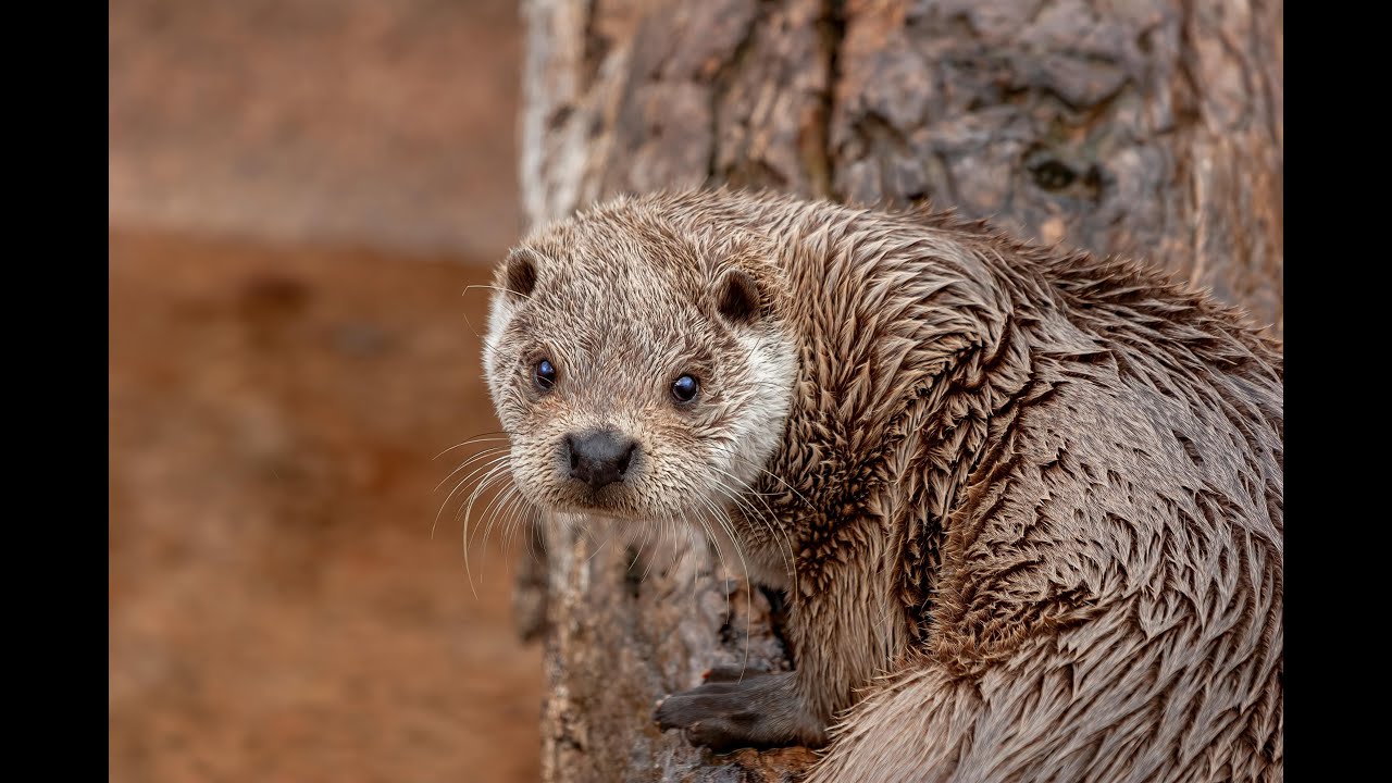 Otters' Relaxing Moments in the Wild | Soothing Sounds & Peaceful Wildlife
