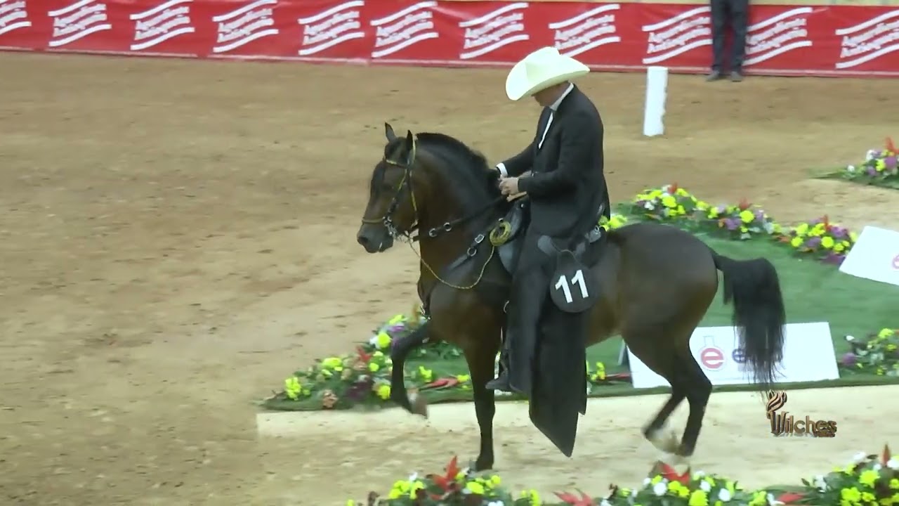 CENTURIÓN DE ADN, SEGUNDO PUESTO CABALLOS DE 48 A 60 MESES TROCHA Y GALOPE EXPOORIENTE GRADO A 2026
