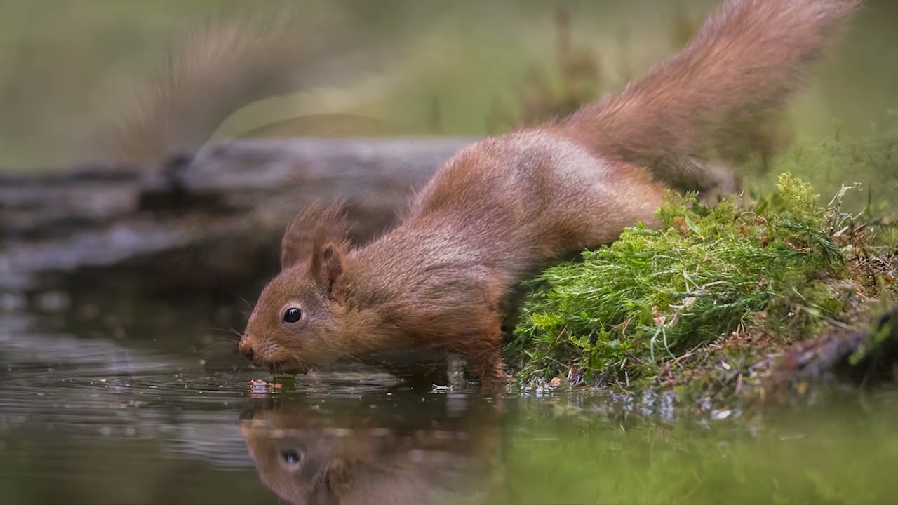 Photographing Red Squirrels in Yorkshire with Canon 6DmkII & Tamron 100-400