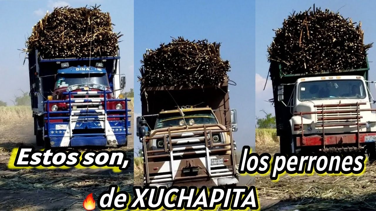Frente cañero de xuchapa en el ejido de San Pedro Calantla, Santa Ana Necoxtla