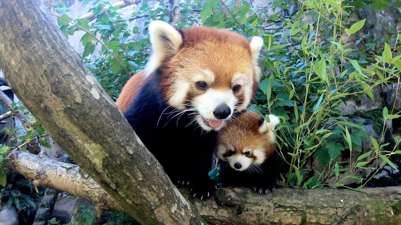 Red Panda Cub Explores And Climbs With Mom