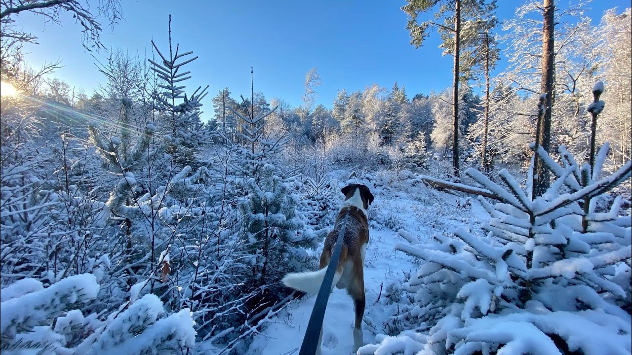 Merry Christmas from the Snowy Forest Shack