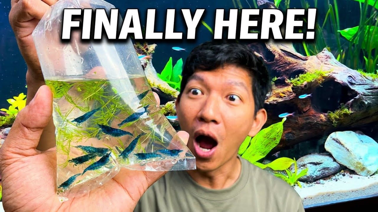 Six Feet Nature Aquarium | Part 4: The Faunas #nature 