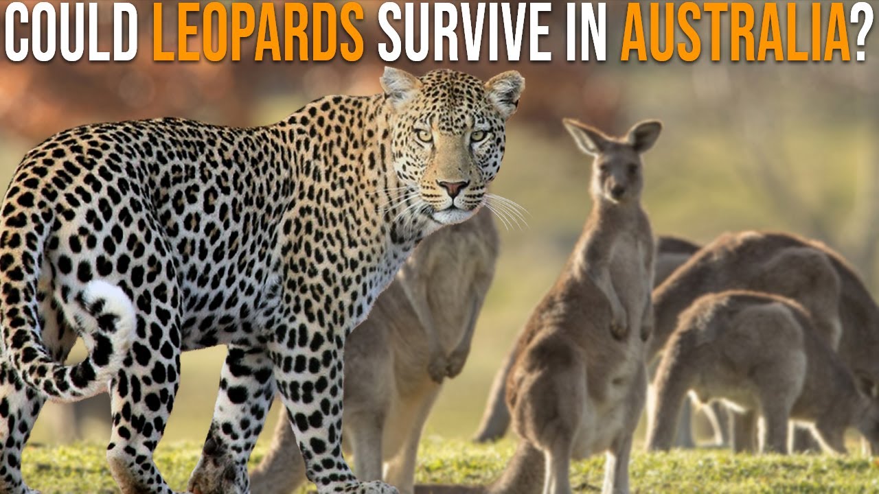 Could Leopards Survive In Australia?