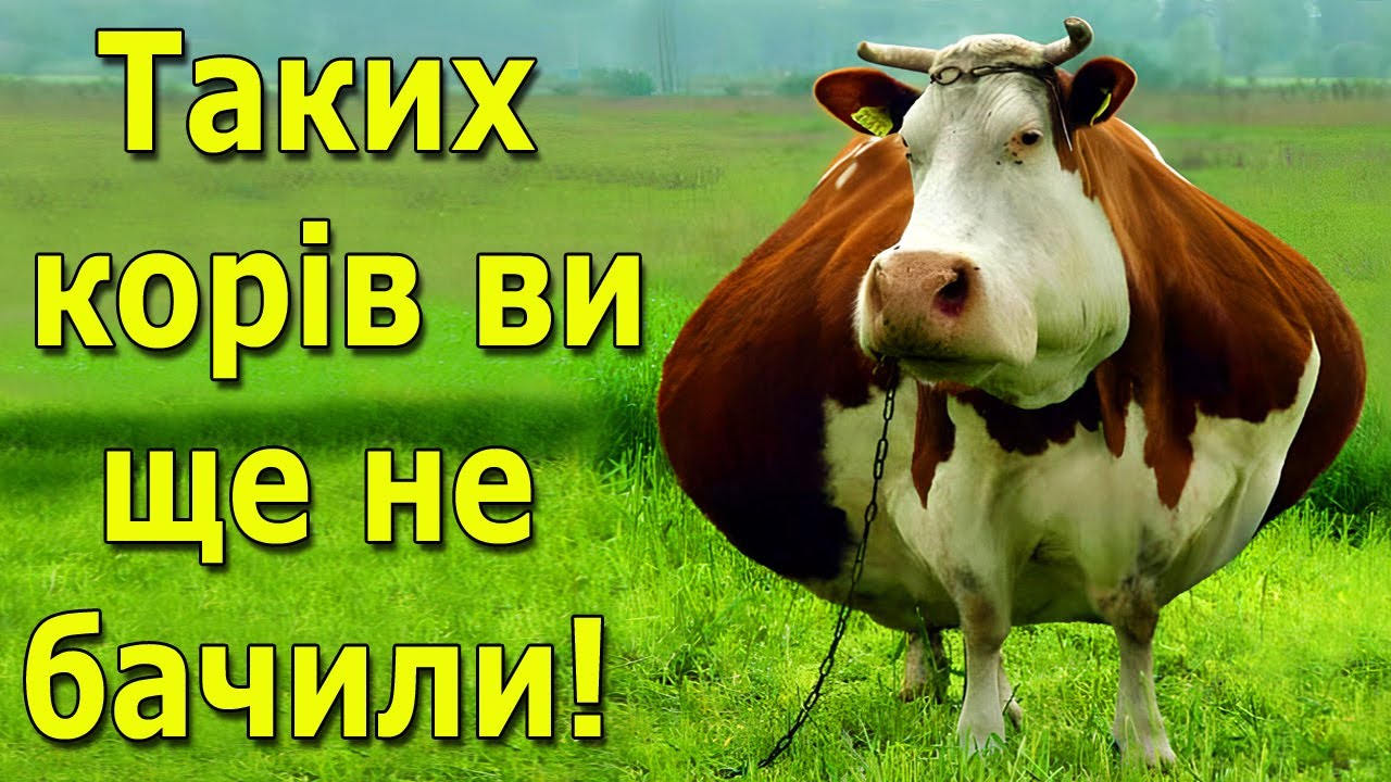 Корови - справжні молочні біозаводи. Цікаві факти про корів, які вас здивують