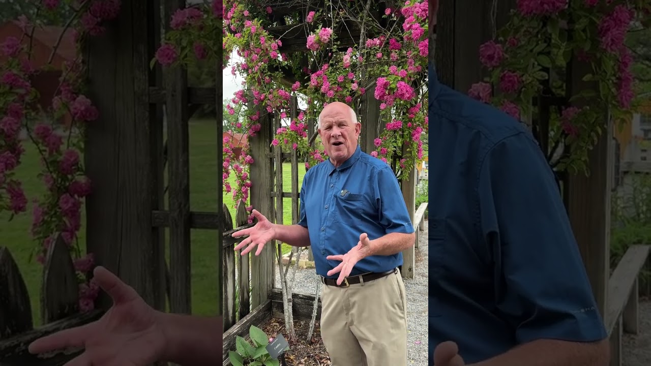 How to Grow a Peggy Martin Rose