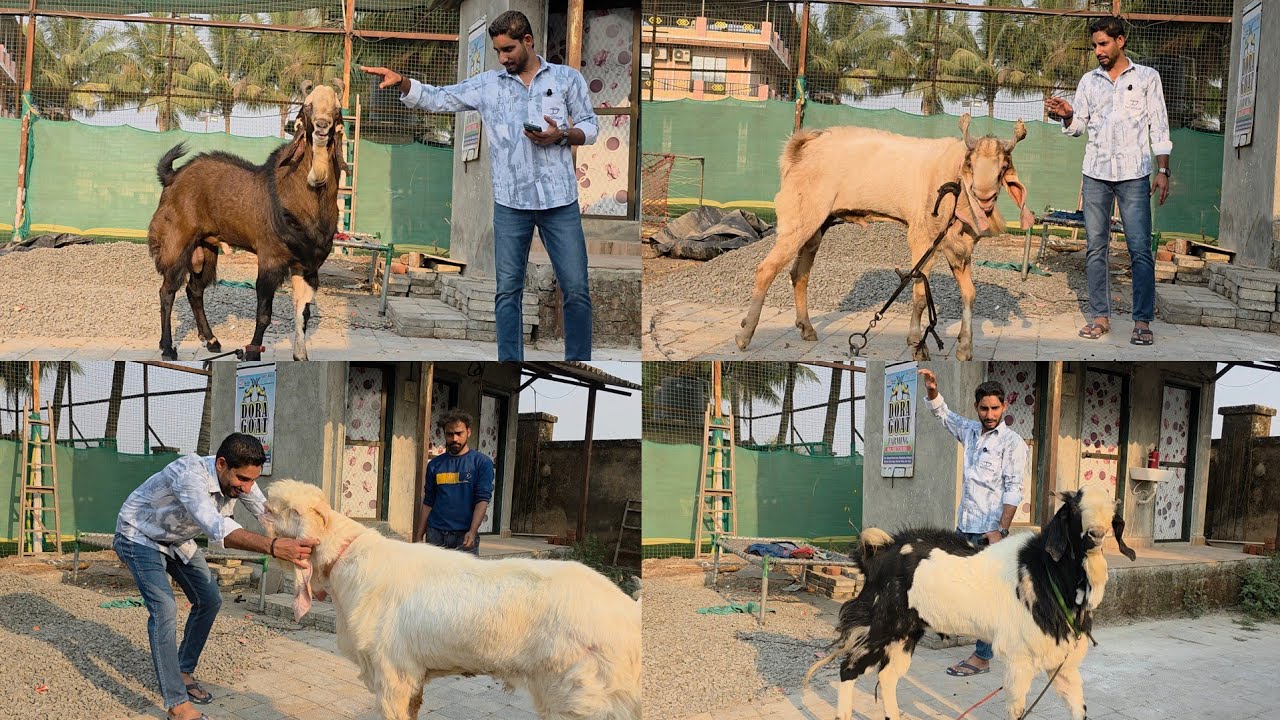 Ab Bakro Ko Bandenge Sahi Jagah Pe | The Finest Palehue Bakre At Dora Goat Farm Mahpoli Bhiwandi. 