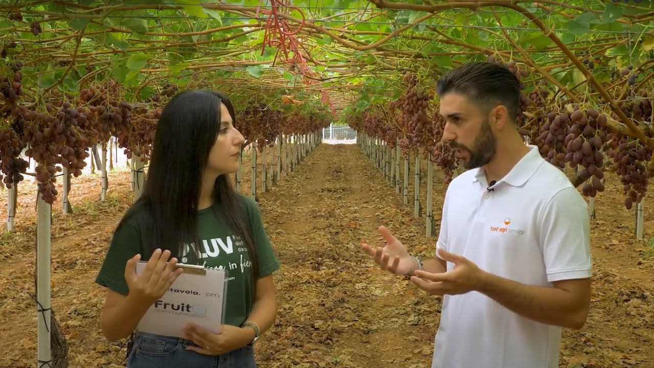 In campo con l'agronomo: botrite e marciumi del grappolo