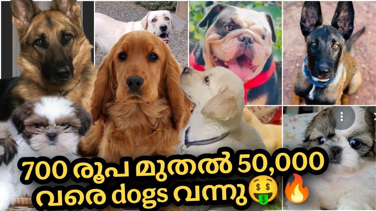 Собаки от 700 до 50000 рупий 🤑🔥 Продажа щенков в Керале | Бесплатное усыновление | PETS POINT