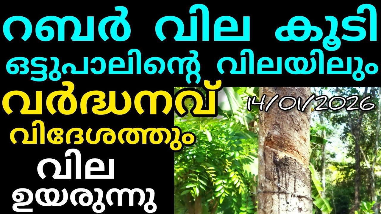 റബർ വിലയിൽ വർദ്ധനവ് | 14/01/2026/ ബുധൻ | Manojnediyackal rubber tapping 