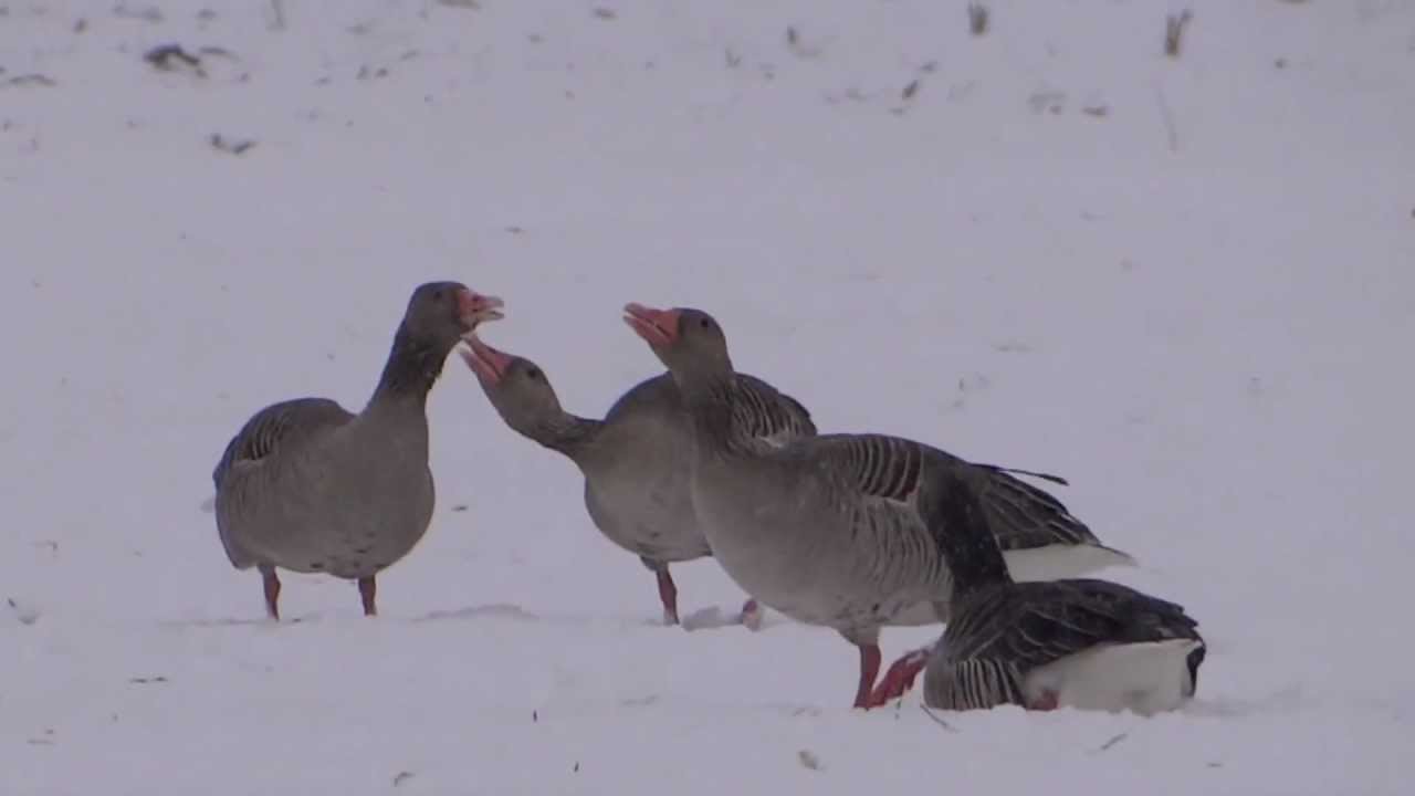 Greylag Goose / Anser anser (Biebrza River, March 2013, Podlasie, Poland)