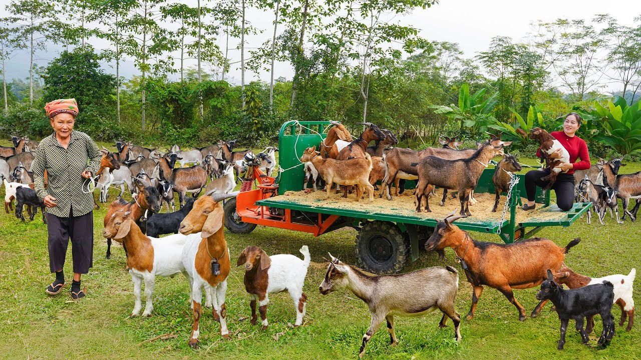 Buy Lots Of Goats from Elderly Farmers -- Use 3-Wheeled Truck Transport Many Goat Go To Sell