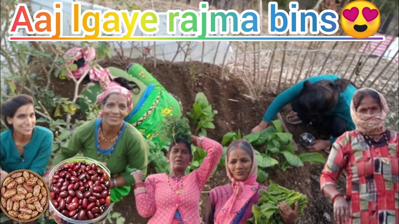 Waw Aaj hamne lgaye rajma or bins 😍 anjalifamilyvlogs #khetibadi #pahadivlog #phadilifestyle 