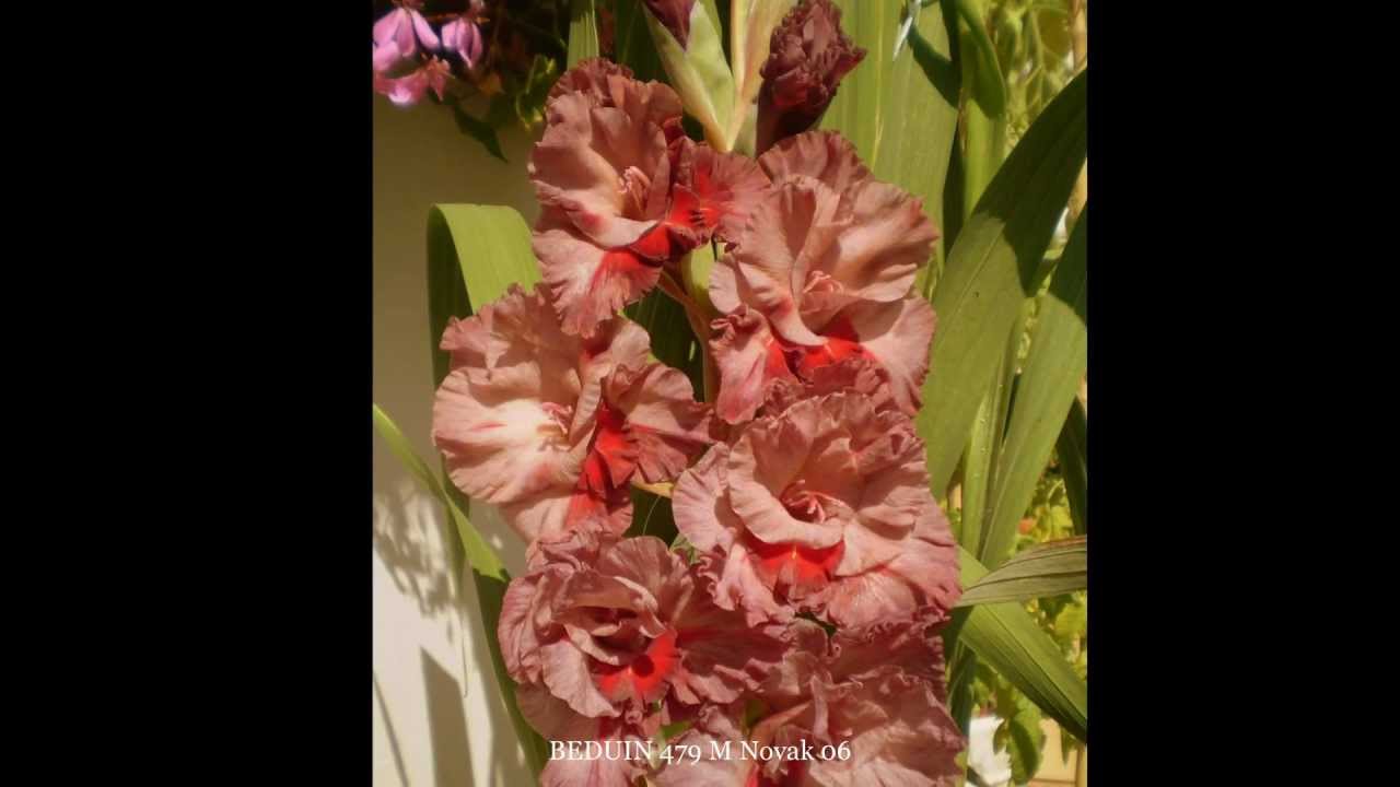 GLADIOLE MIECZYKI 2010 r. Film Nr 3. OD CZERWONYCH DO FIOLETOWYCH