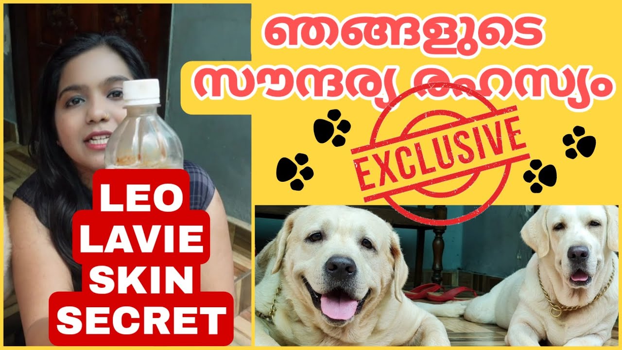 എല്ലാ പ്രശ്നങ്ങൾക്കും ഒരേ ഒരു പരിഹാരം| ഇത്  ഉണ്ടെങ്കിൽ ഇനി ടെൻഷൻ വേണ്ട| Apple cider vinegar for dogs