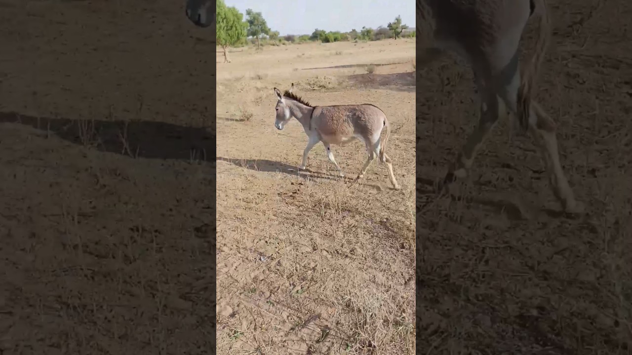 Jungal village donekey speed #trendingshorts #animals #animalshorts
