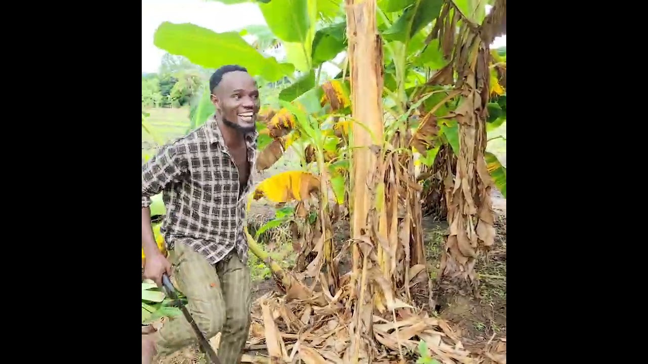 Maisha ya shamba na usela 🔥🔥🔥#TANUPLUS#CLAMVEVO#KIPARABRAND