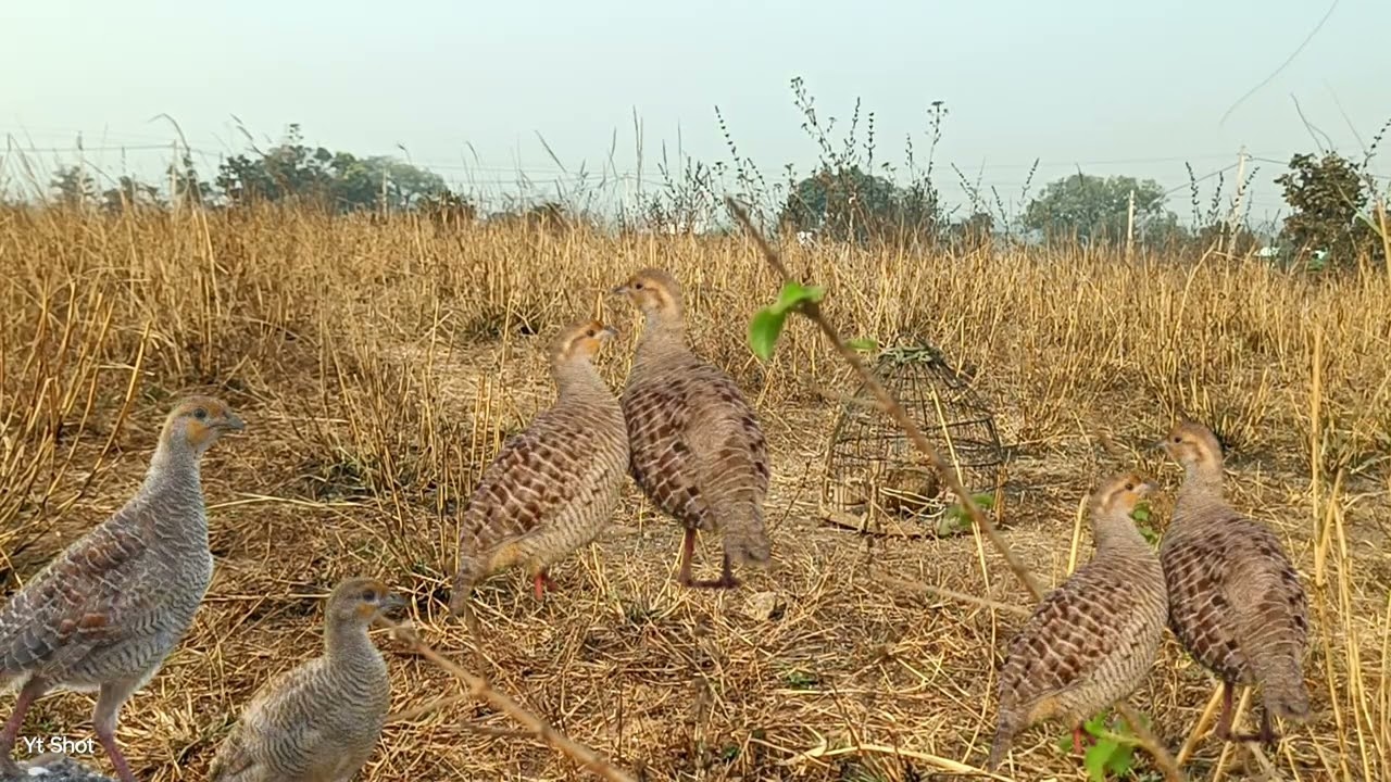 February ka super voice call pheasant voice grey francolin sounds titeer shikar female teetarkiawaz