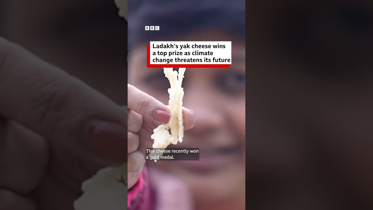 Ladakh's yak cheese wins a top prize as climate change threatens its future | BBC News India