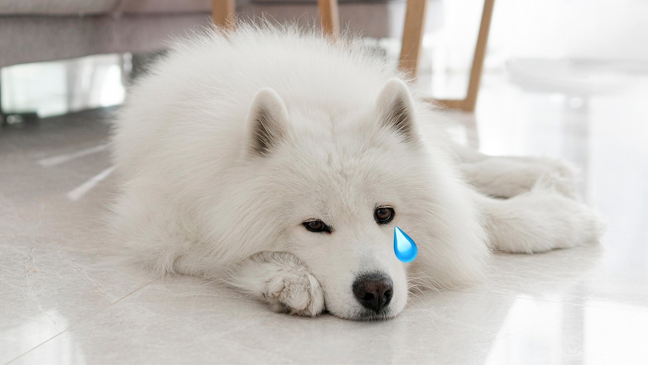 PIES SAM W DOMU (Lęk separacyjny)