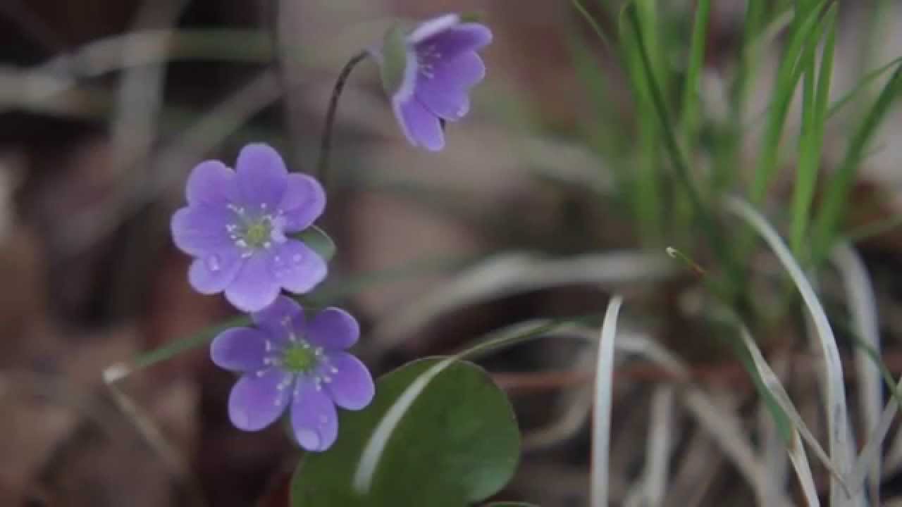 Wisconsin in May: A Scenic Wildflower Adventure